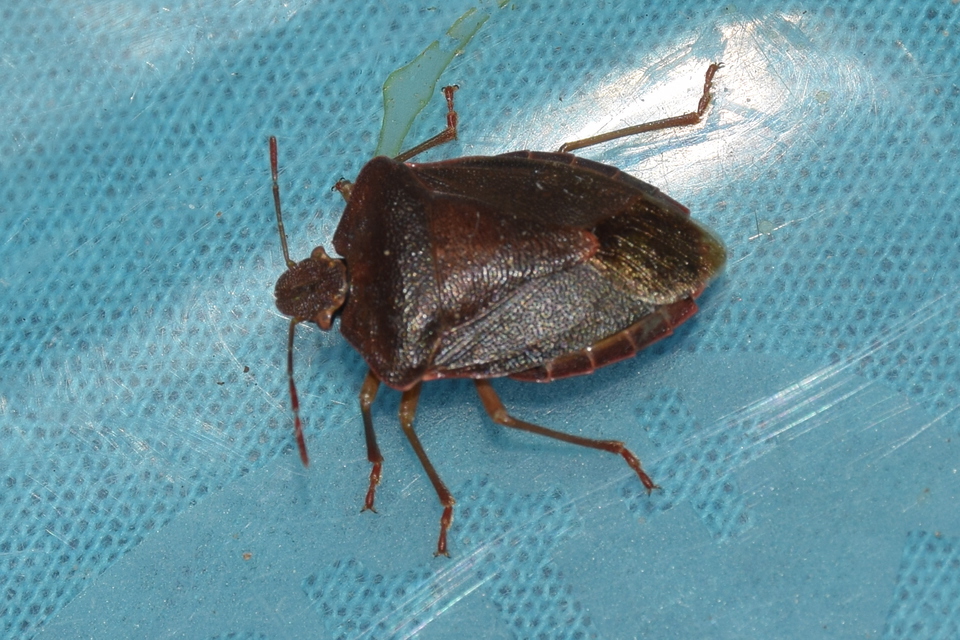 Palomena prasina - zöld bogyómászó-poloska Palomena prasina - zöld bogyómászó-poloska