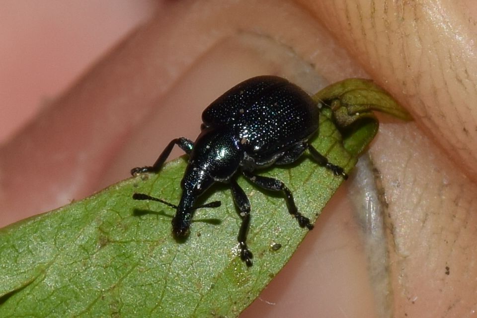 Byctiscus betulae - szőlő-levélsodró