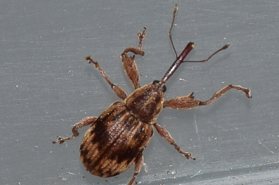 Anthonomus rectirostris - meggymaglikasztó Anthonomus rectirostris - meggymaglikasztó