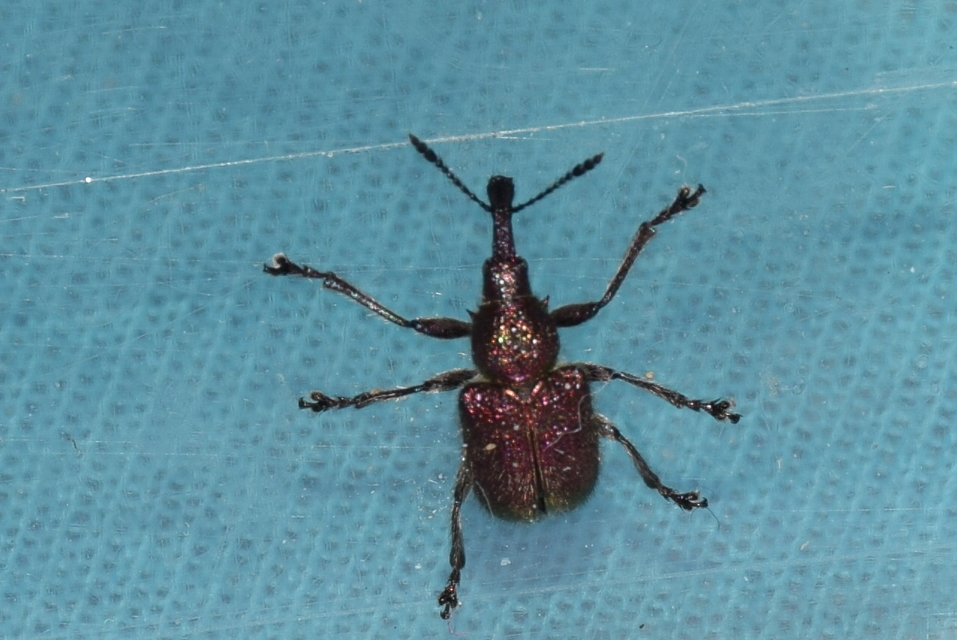 Rhynchites auratus - aranyos eszelény Rhynchites auratus - aranyos eszelény
