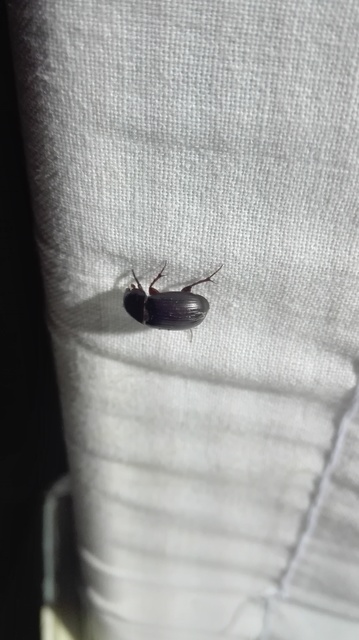 Aphodius rufipes - vörösbarna trágyabogár