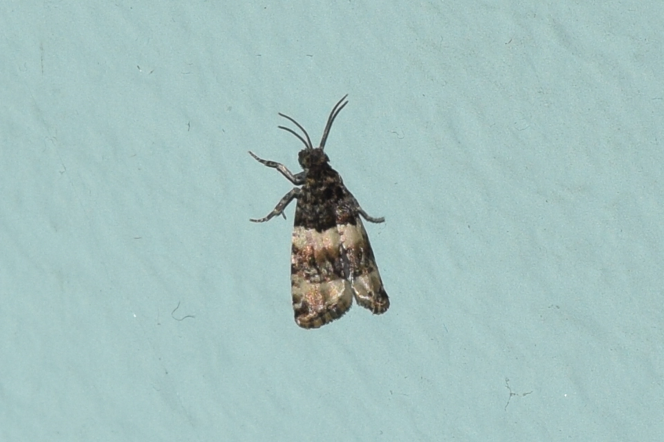 Lobesia artemisiana - atracél-tükrösmoly