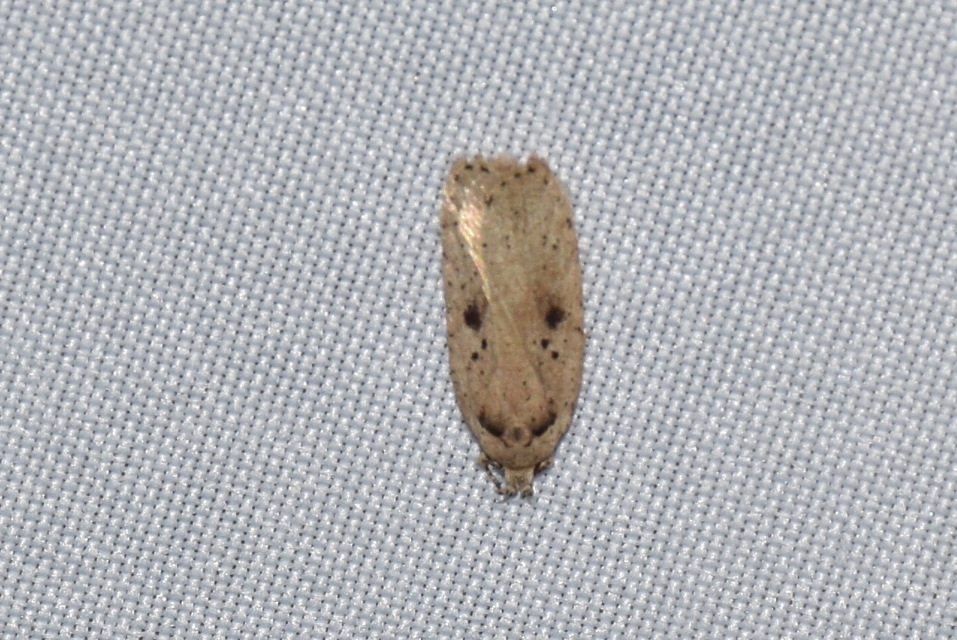 Agonopterix arenella - ördögszem-laposmoly