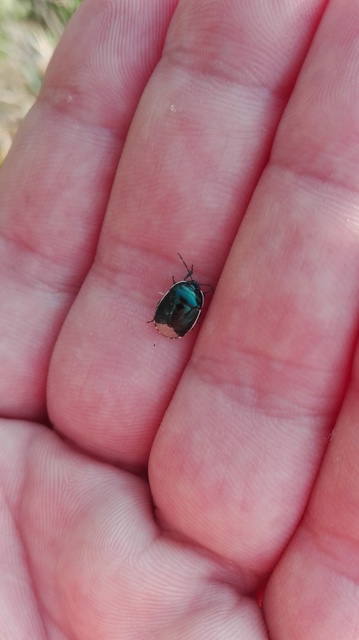 Canthophorus