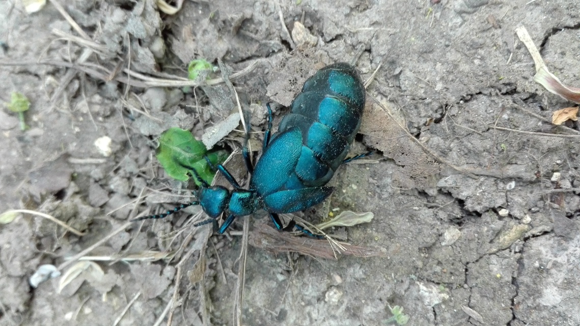 Meloe violaceus - kék nünüke