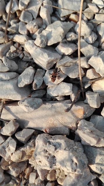 Beosus maritimus - homoki bodobács