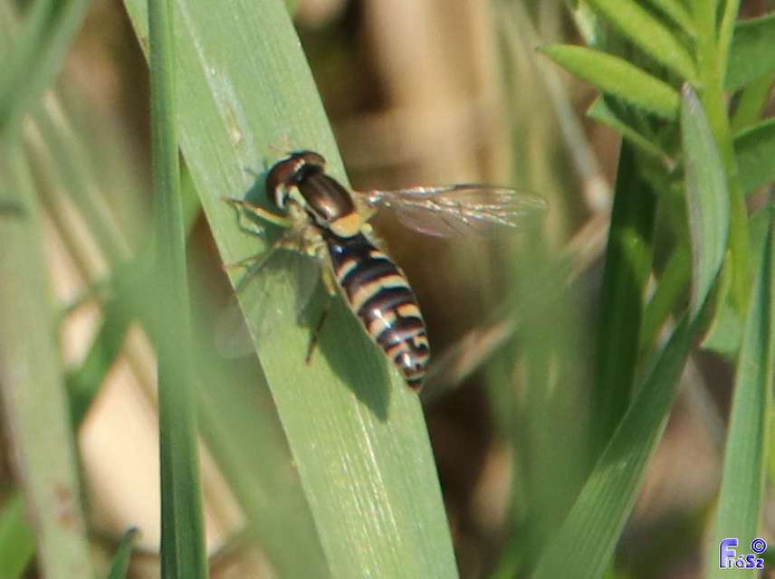 Sphaerophoria scripta - tarka darázslégy
