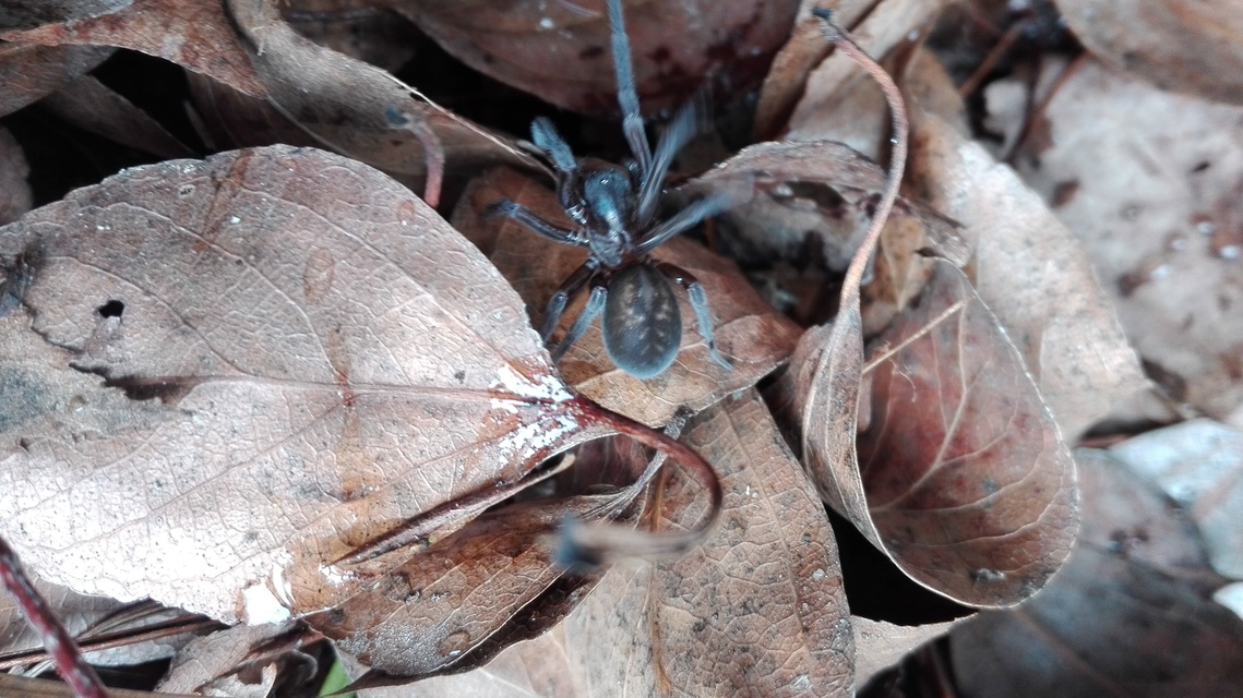 Amaurobius ferox - nagy eretnekpók