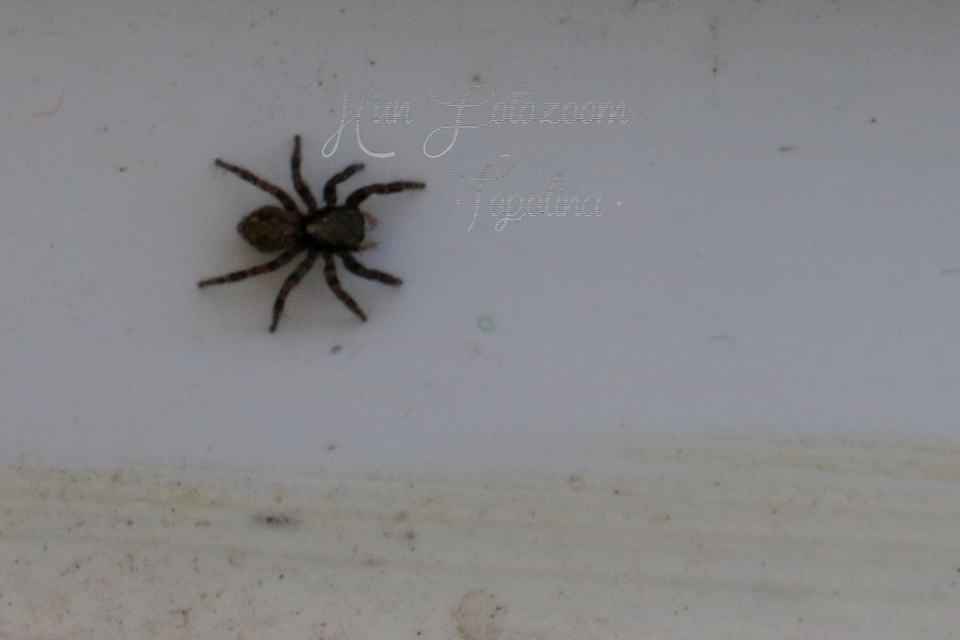 Pseudeuophrys