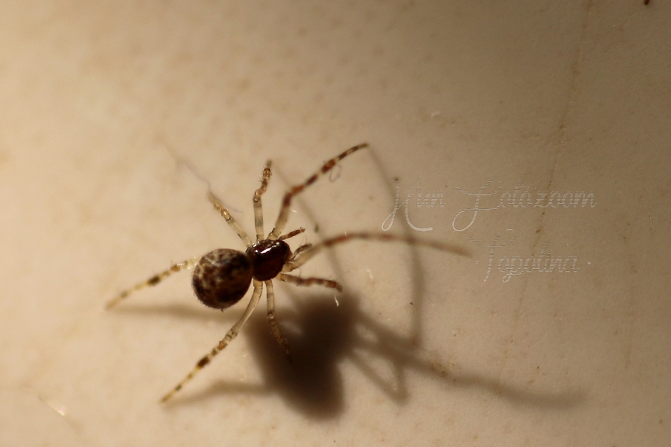 Parasteatoda tepidariorum - üvegházi törpepók
