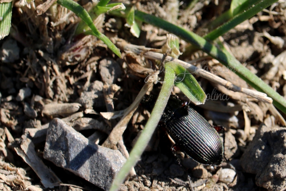 Poecilus cupreus - rezes gyászfutó