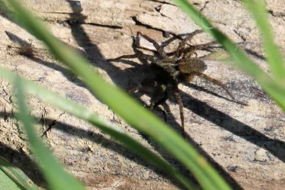 Pardosa