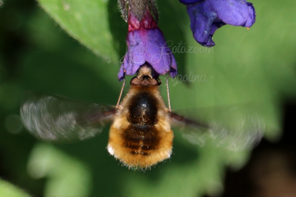 Bombylius major - szegélyes pöszörlégy