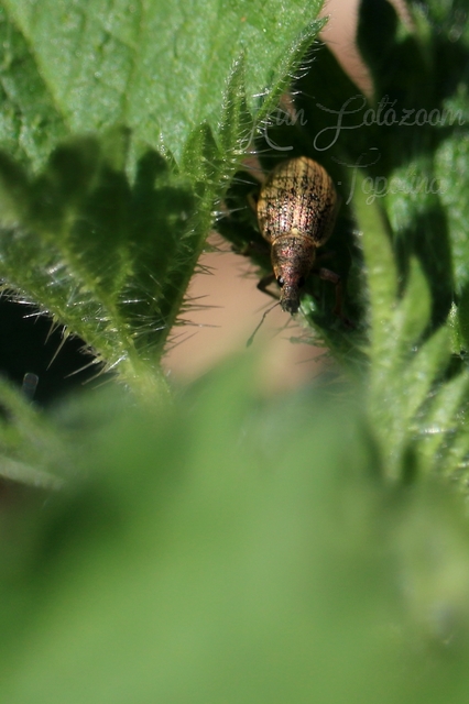 Sciaphobus squalidus - nagy szálkásbarkó