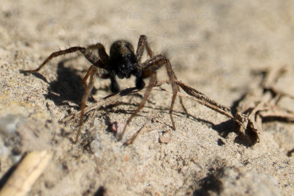 Pardosa