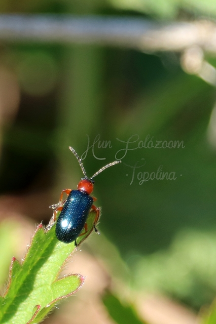 Oulema melanopus/duftschmidi