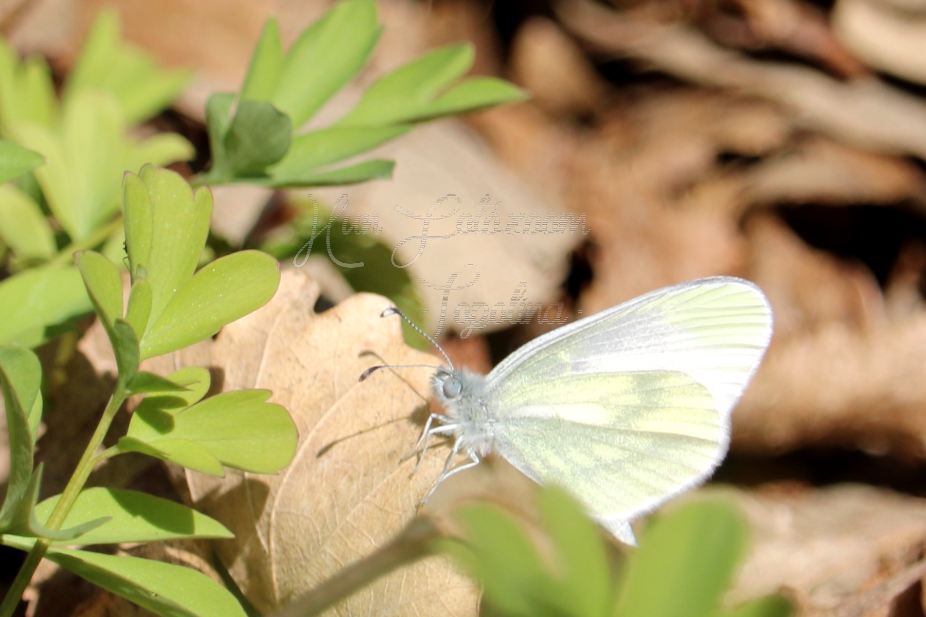 Leptidea sinapis - mustárlepke