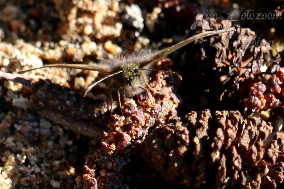 Erynnis tages - cigánylepke