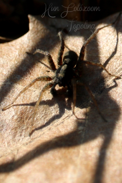 Pardosa