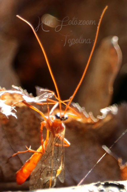 Ophion obscuratus