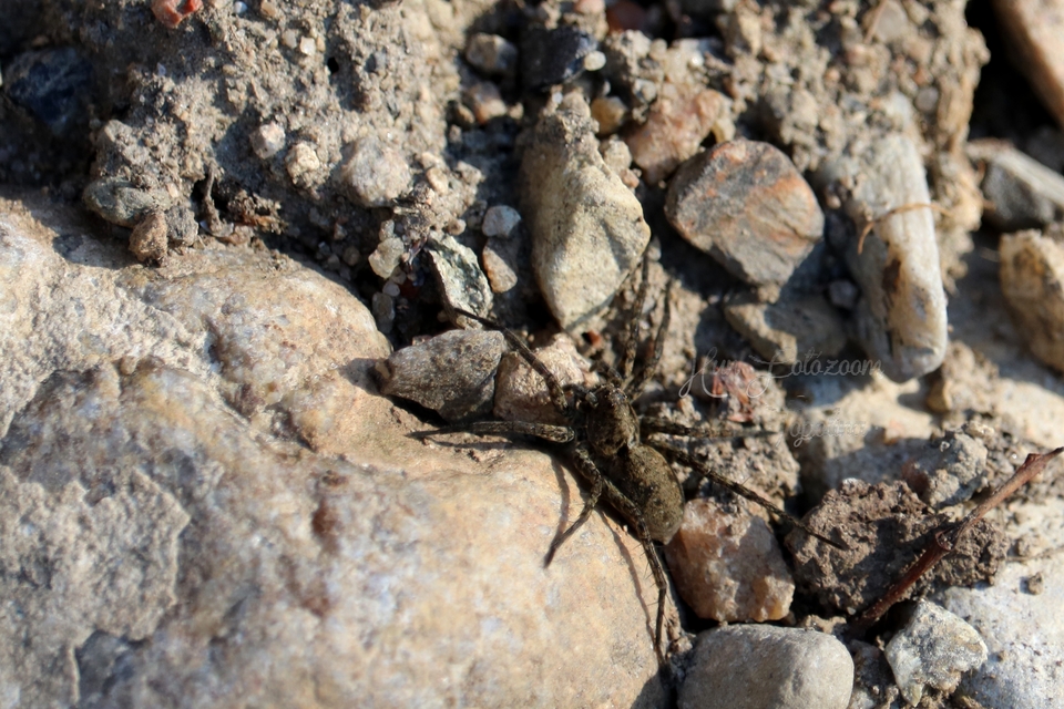 Pardosa