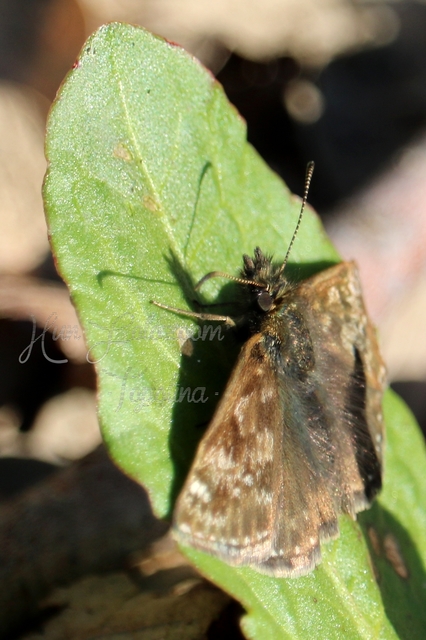Erynnis tages - cigánylepke