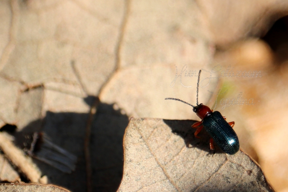 Oulema melanopus/duftschmidi