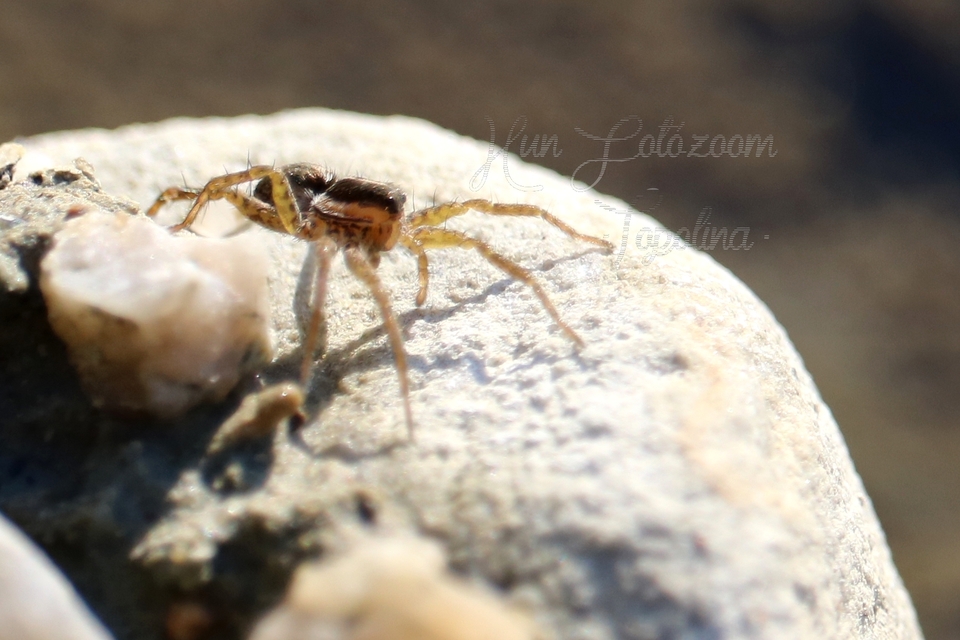 Pardosa