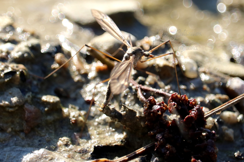 Tipula