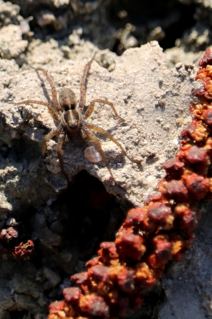 Pardosa