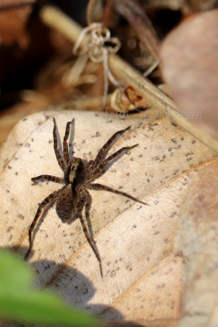 Pardosa