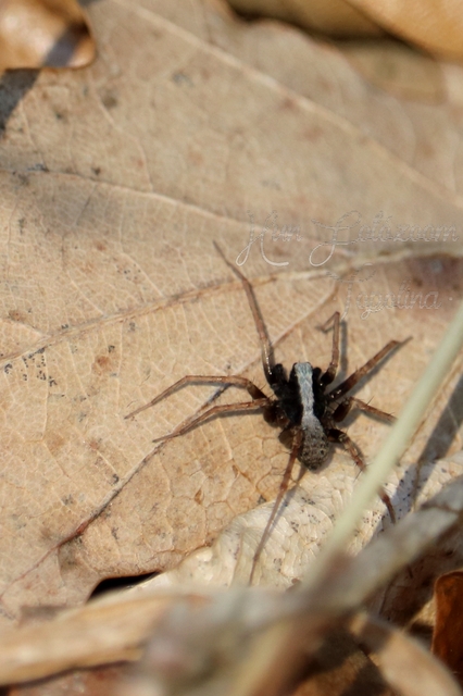 Pardosa alacris/lugubris