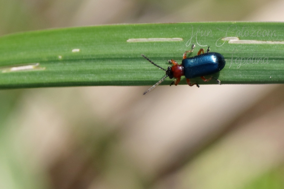 Oulema melanopus/duftschmidi