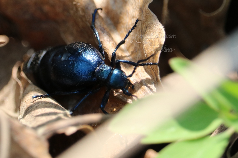 Meloe violaceus - kék nünüke