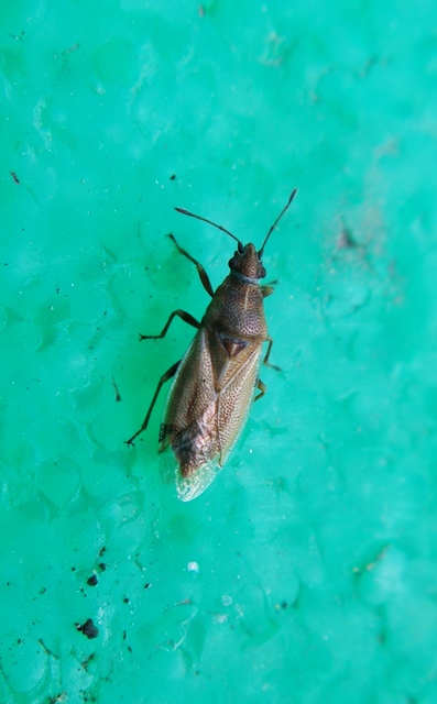 Cymus glandicolor - rétibodobács Cymus glandicolor - rétibodobács