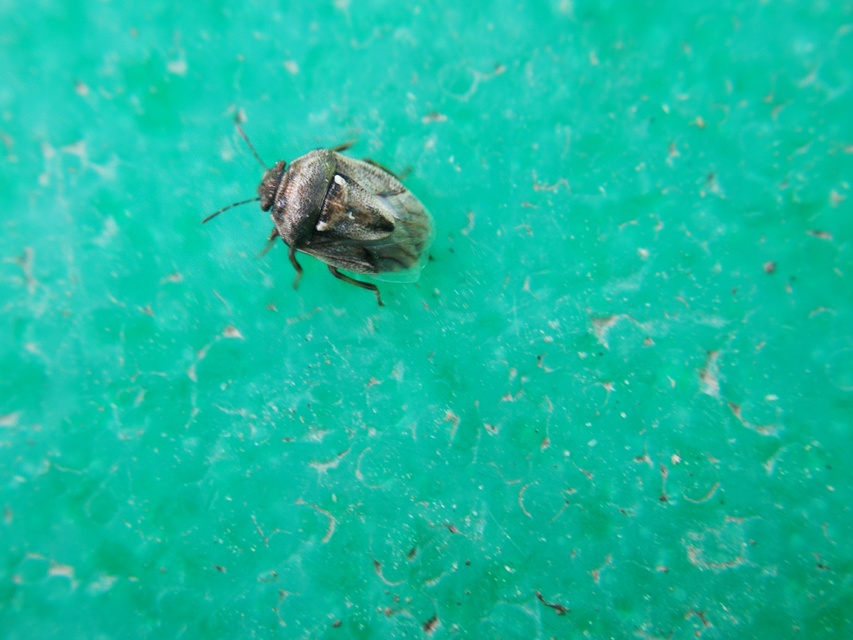 Neottiglossa pusilla - feketehasú címerespoloska Neottiglossa pusilla - feketehasú címerespoloska