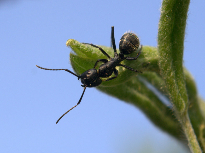 Camponotus vagus - fekete lóhangya