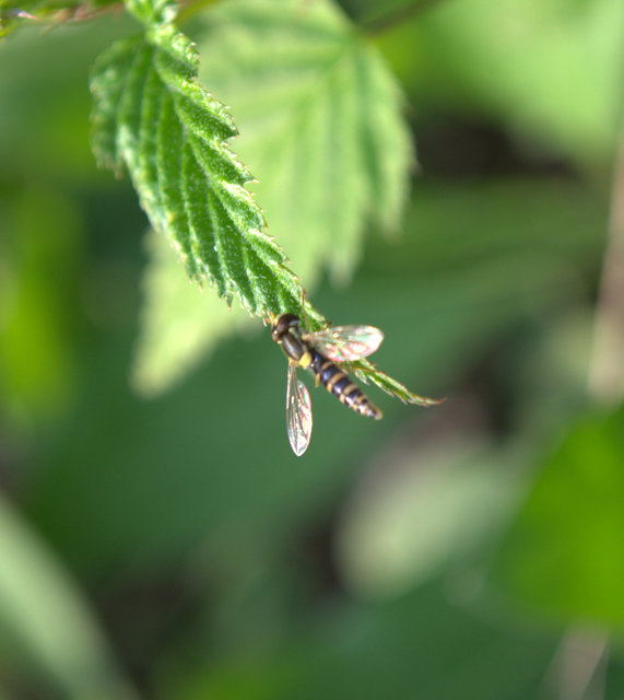 Sphaerophoria