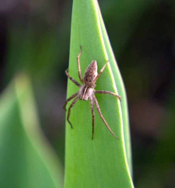Pisaura mirabilis - csodáspók