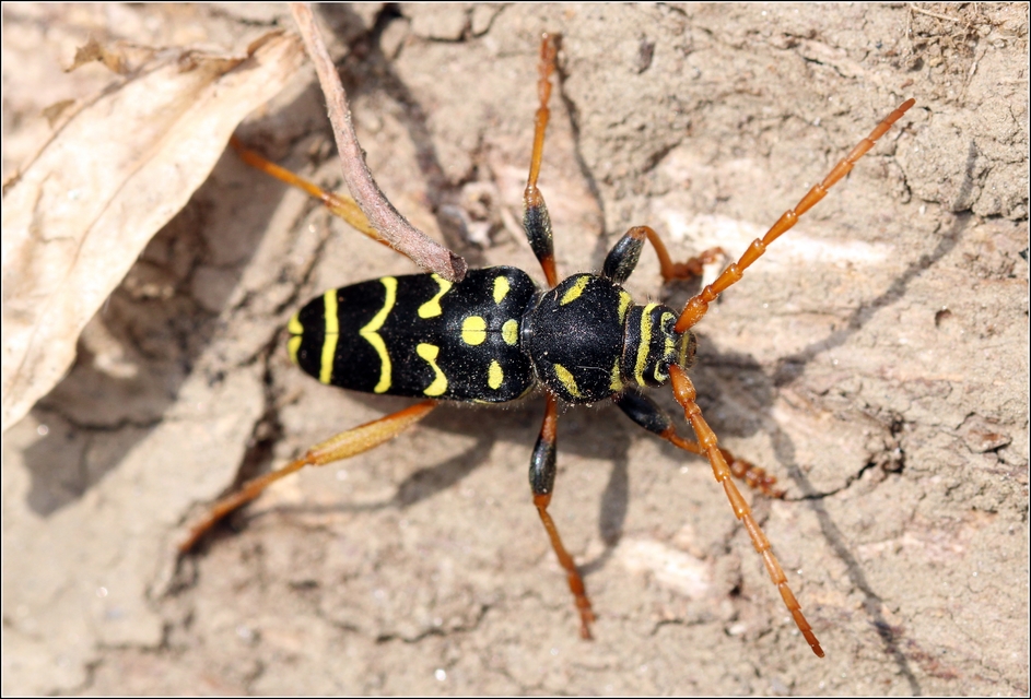 Plagionotus arcuatus - bársonyos darázscincér