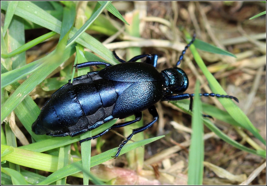 Meloe violaceus - kék nünüke