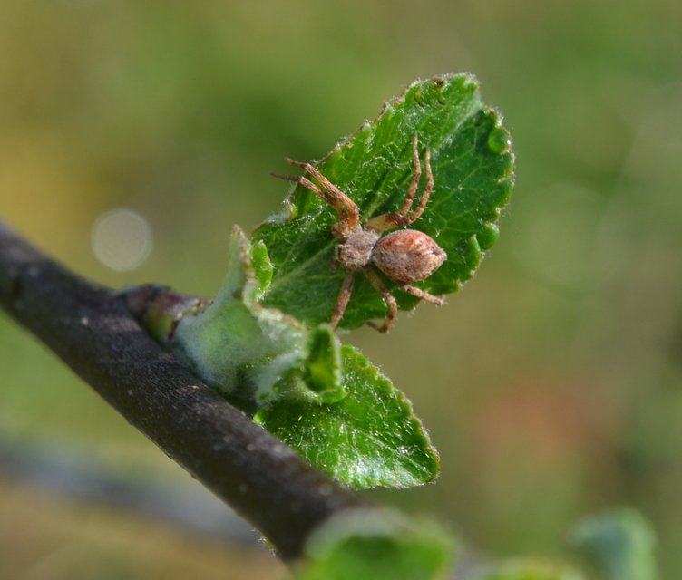 Philodromus buchari