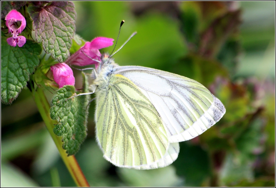 Pieris napi - repcelepke