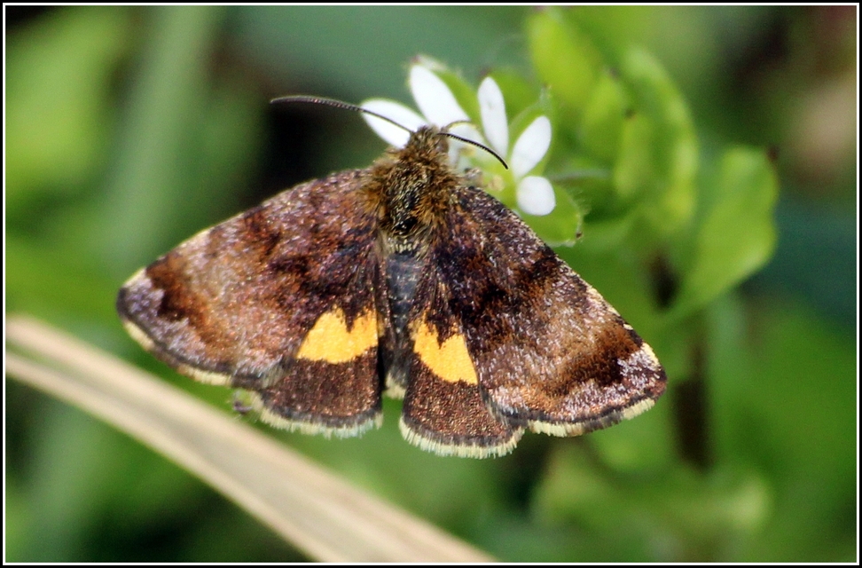 Panemeria tenebrata - apró sárgabagoly