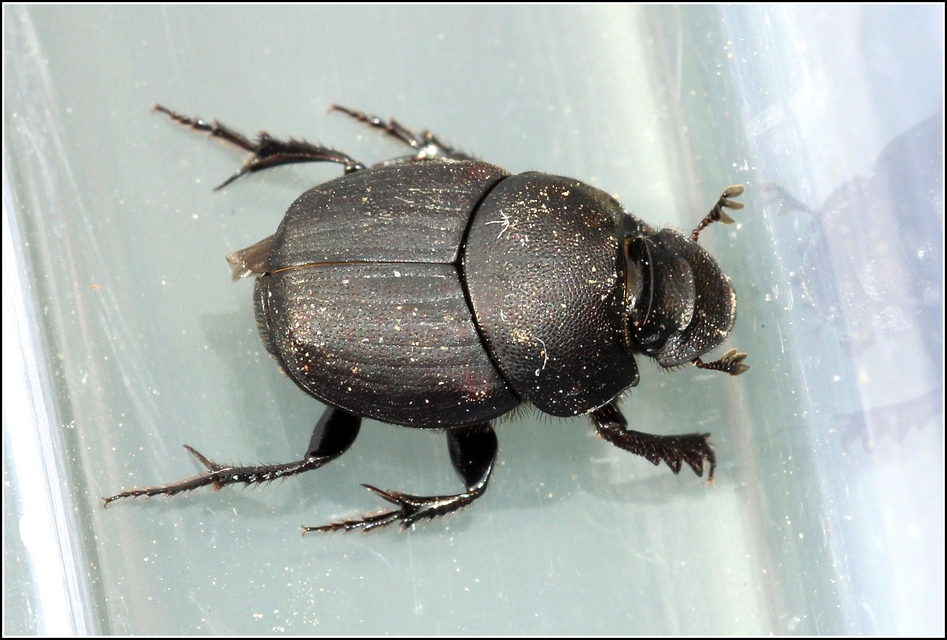 Onthophagus verticicornis - fekete trágyatúró