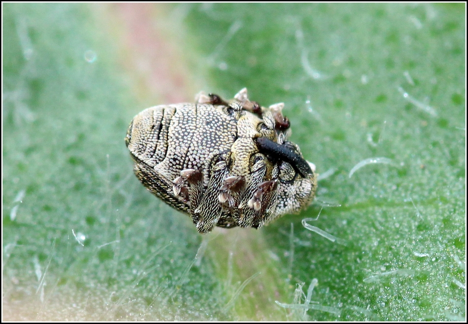 Nedyus quadrimaculatus - közönséges csalánormányos