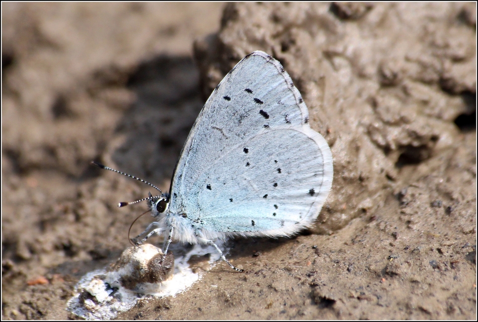 Celastrina argiolus - bengeboglárka