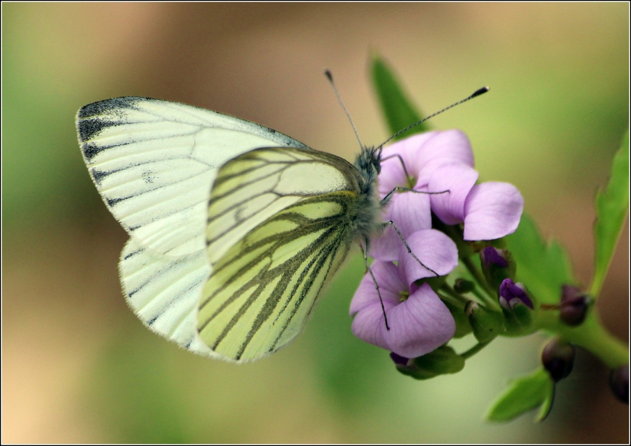 Pieris napi - repcelepke