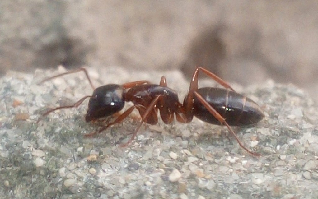 Camponotus