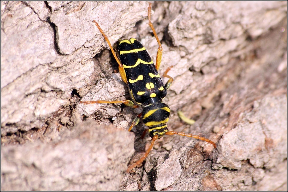 Plagionotus arcuatus - bársonyos darázscincér